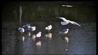 namur 1202120011