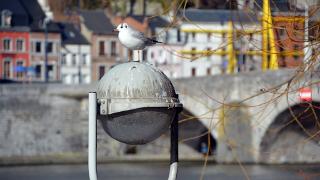 namur0902140074