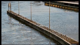 namur160111052