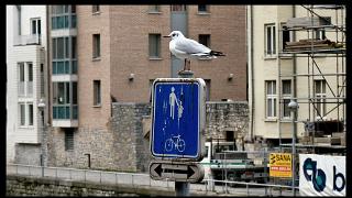 namur300111078
