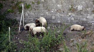 namur120715148