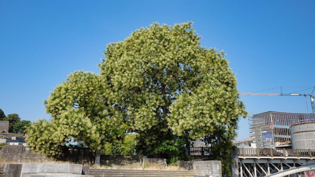 namur2907180015