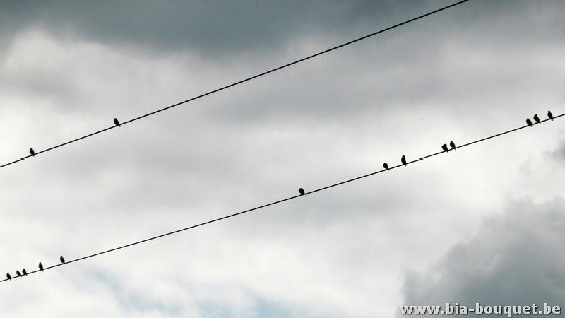 namur0706082