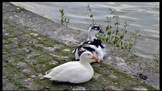 namur0906130055