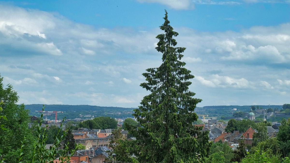 namur1706180119