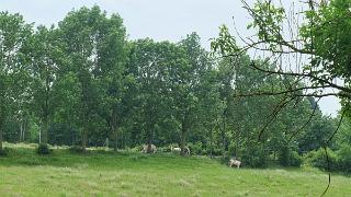 namur1706180066