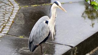namur130507035