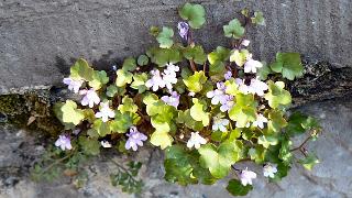 mai2008059a