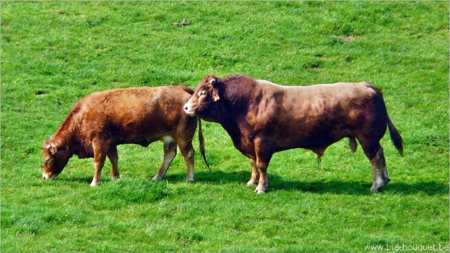namur030509106
