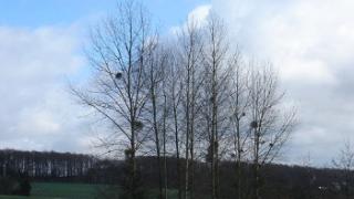 mars2007064