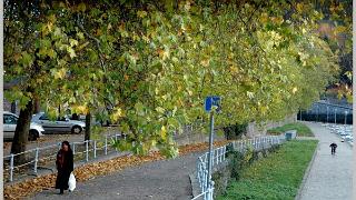 piprugiuo007
