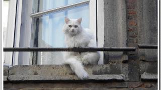 pipru006